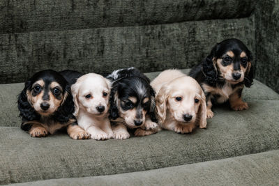 Johnny x Sofia - Aug Litter 2026
