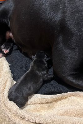 Clyde x Monica - Aug Litter 2026