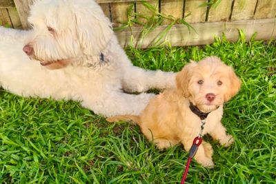 September Litter 2026