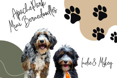 Magic Mike x Indie - November Litter 2026