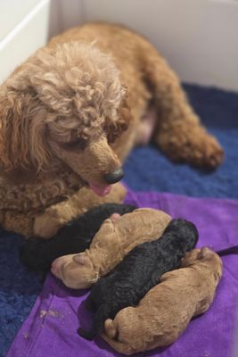 Cora's Jul Litter 2026