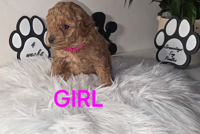 Cora's Jul Litter 2026