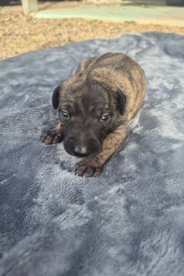 NIGEL x Georgie - Jul Litter 2026