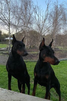 Jul Litter 2026