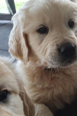Winston x Roxanne - Jun Litter 2026