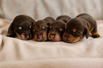 Simba x Stevie - Sep Litter 2026
