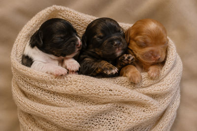 Maurice  x Phoebe  - Jun Litter 2026