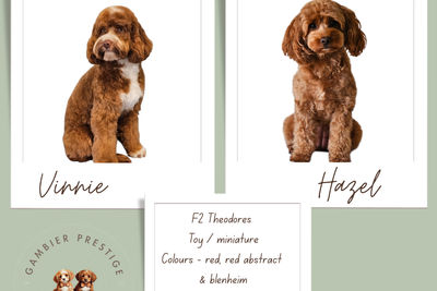 Vinnie x Hazel - August Litter 2026