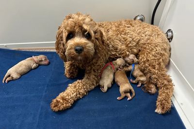 Rambo x Mia - April Litter 2026