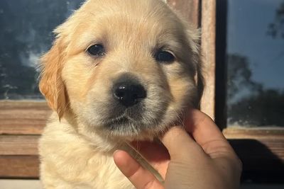 Daisy  - November Litter 2026