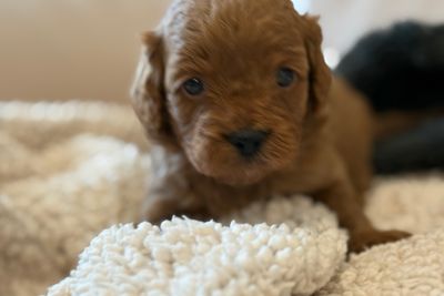 The Velvet Passport Litter