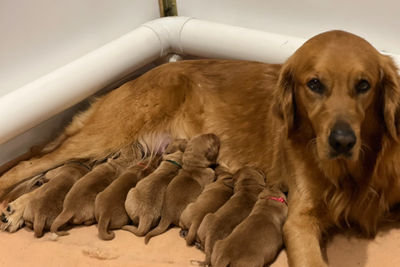 Mystery man x Juno - December Litter 2026