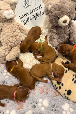 Teddy x Maisie - Jul Litter 2026