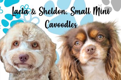Laela & Sheldon - ULTRA Cavoodles. Aug Litter 2026