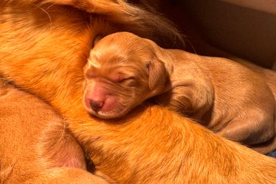 Cruz x Saffy - Oct Litter 2026