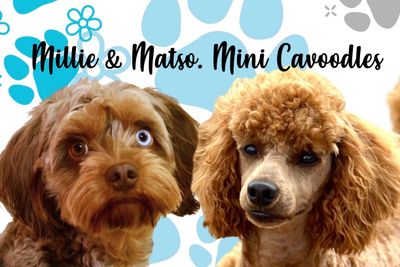 Matso (Miniature Poodle) x Millie - Jul Litter 2026