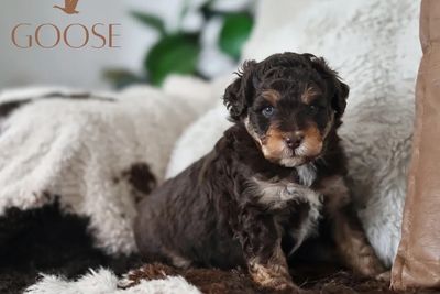 Sweetpea x Fox Toy/Mini F1 red tri Aussiedoodles 