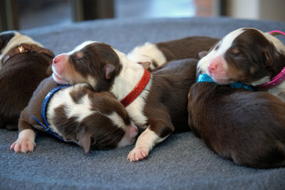 K.D Under The Radar x Honey - September Litter 2026