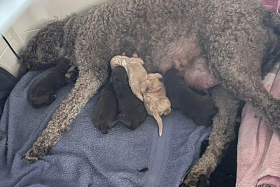 Mini's Apr Litter 2026