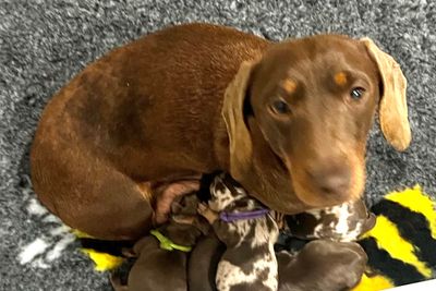 Charlie Brown x Charlotte - Oct Litter 2026