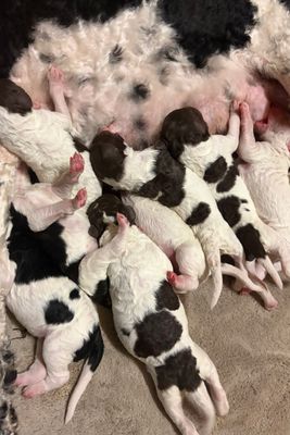 Bertie x Presley - Jul Litter 2026