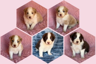 Cash x Sky - Mar Litter 2026