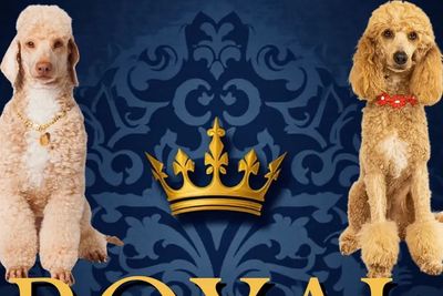 👑Cash & Capri- Royal Litter 