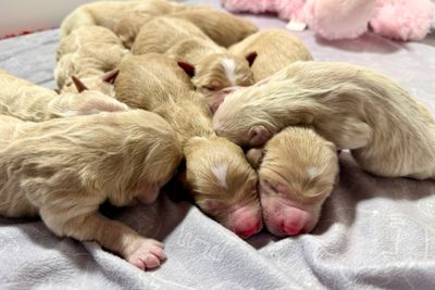 Roland x Bella - Sep Litter 2026