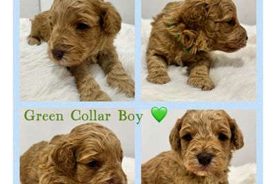Knox x Molly - Jul Litter 2026