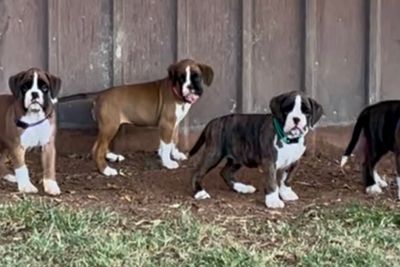 Mac x Jacket - August Litter 2026