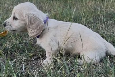 Gus x Annie - Jul Litter 2026
