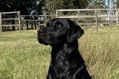 Guinness x Zayah - September Litter 2026
