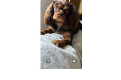 Toby x Hazel - May Litter 2025