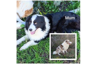Roxy x Archie - Aug Litter 2026