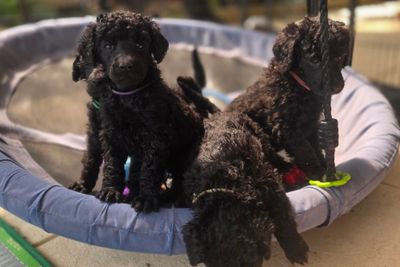 Sterling and Lotus Litter 2026