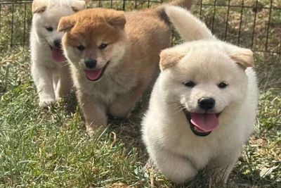 Aug Litter 2026 Shiba Inu (Cheeron & Wonkai)