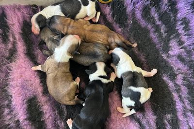 Moon Moon x Aqua - Sep Litter 2026