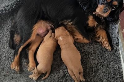 Milo x Lexie - July Litter 2025