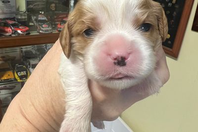 Cheeko x Jinx - Aug Litter 2025