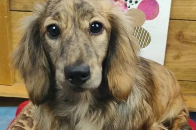 Merlin of Avalon  x Bindi - Jun Litter 2026