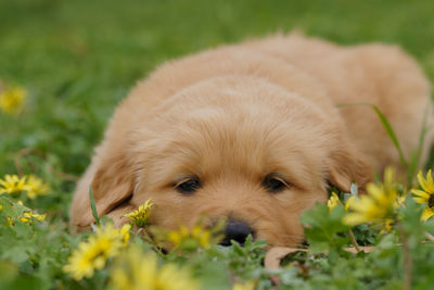 Aug Litter 2026