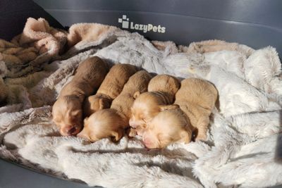 Clancy x Goldie B - May Litter 2026