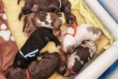 Coco Chanel - September Litter 2026
