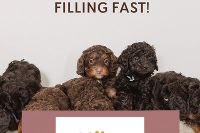 Dual Sire Litter Boris & Pablo - June Litter 2026