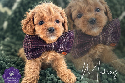 Milo x Lulu - Aug Litter 2026