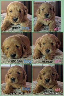 Jun Litter 2026
