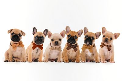 Elsa x Maestro - January Litter 2027
