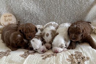 Humphrey x Peony - August Litter