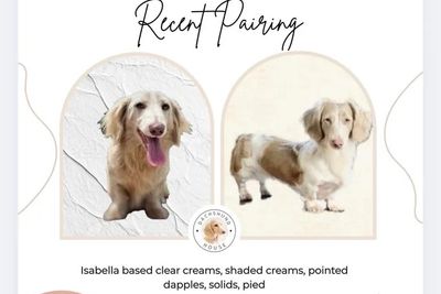 Alpha & C - Planned Litter due May 2026
