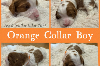 Walter x Zoe  - Sep Litter 2026